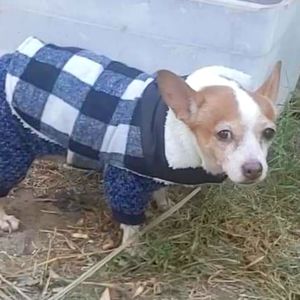 Dog or Cat Coat for winter Small